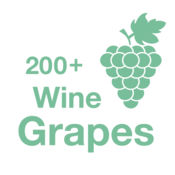 200+ Wine Grapes